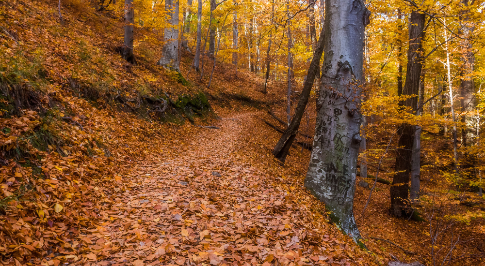 Parc medvednica croatie